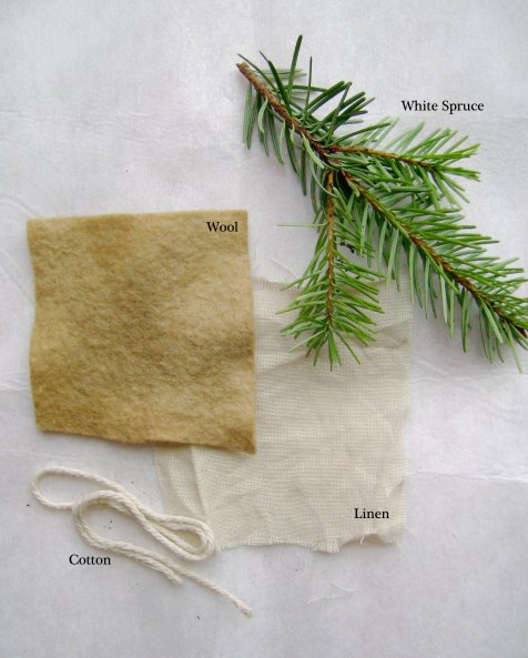 White Spruce Dye Test